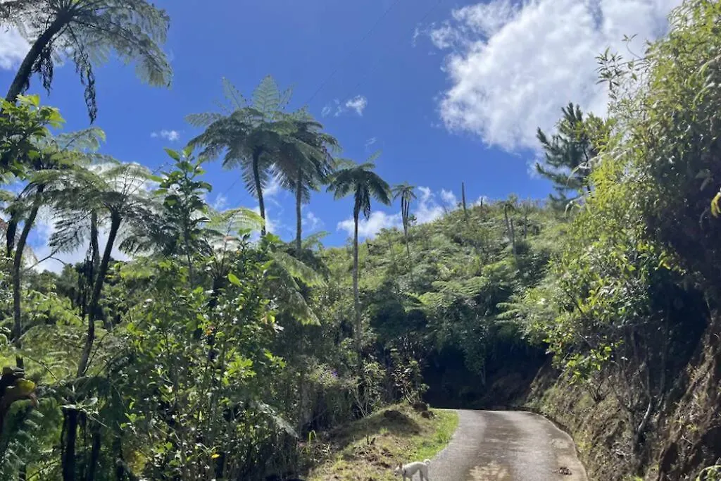 Villa Verde Luz: A Virgin Forest Yauco