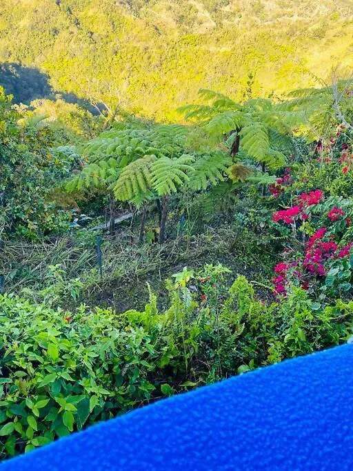 Villa Verde Luz: A Virgin Forest Yauco
